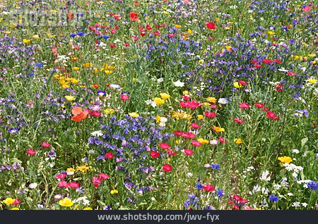
                Blumenteppich, Bienenweide, Sommerblumen                   