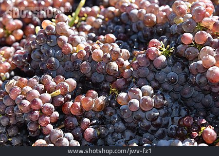 
                Grape, Harvest, Vintage                   