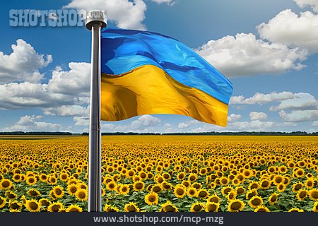 
                Flagge, Sonnenblumenfeld, Ukrainisch                   