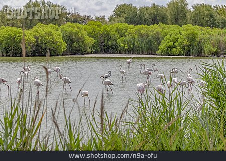 
                Flamingo, Feuchtgebiet, Camargue                   