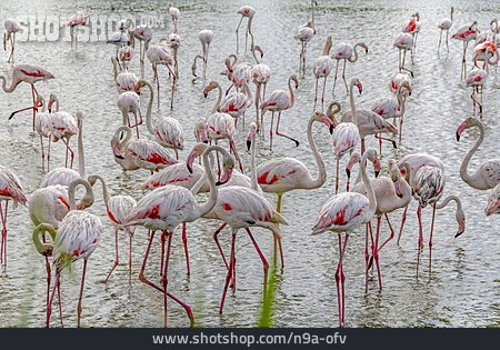 
                Flamingo, Rosaflamingo, Camargue                   
