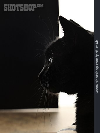 
                Katze, Silhouette                   