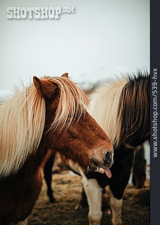 
                Islandpferd, Pferderasse                   