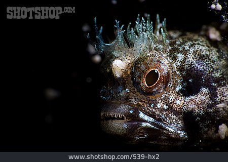 
                Unterwasseraufnahme, Geweih-hechtschleimfisch                   