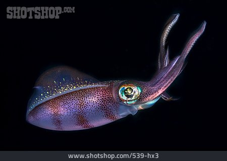 
                Unterwasser, Neonfliegender Tintenfisch, Fliegender Kalmar                   