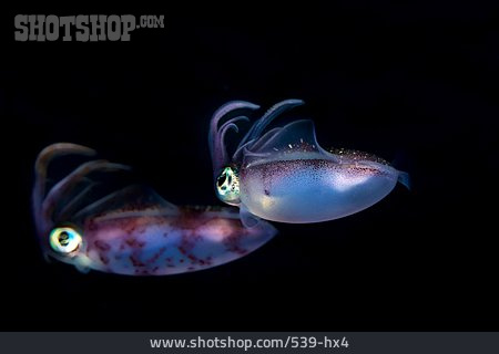 
                Ommastrephes Bartramii, Neonfliegender Tintenfisch, Fliegender Kalmar                   