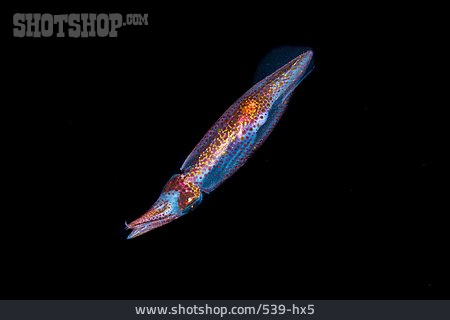
                Neonfliegender Tintenfisch, Fliegender Kalmar                   