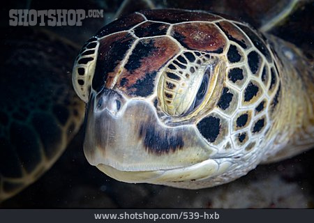 
                Meeresschildkröte, Grüne Meeresschildkröte                   