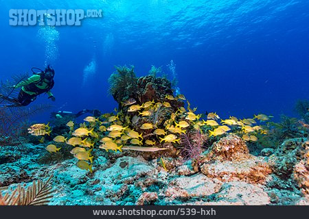 
                Korallenriff, Tauchen, Unterwasserwelt                   