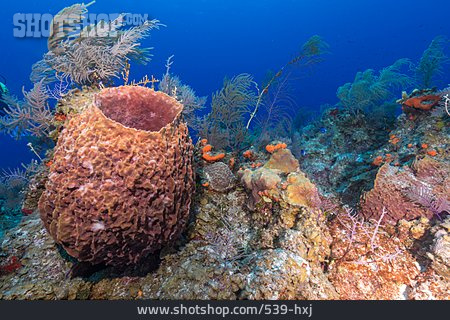 
                Unterwasser, Korallenriff                   