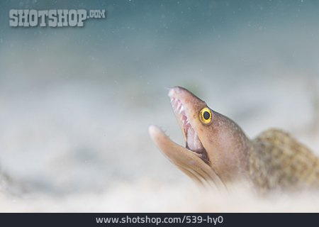 
                Unterwasser, Muräne, Muraenidae                   