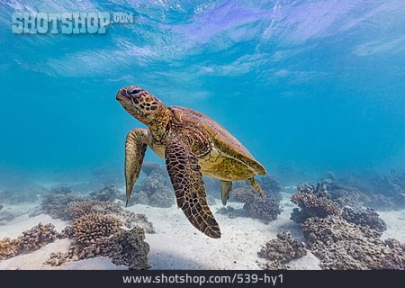 
                Unterwasser, Meeresschildkröte, Grüne Meeresschildkröte                   