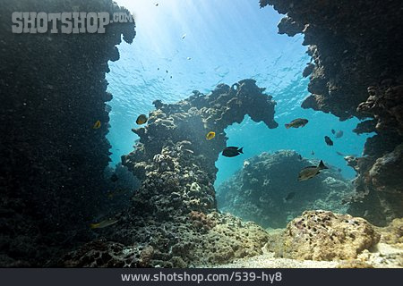 
                Unterwasserwelt, Felsriff                   