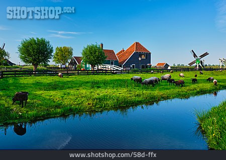
                Rural Scene, Farm, Zaanse Schans                   