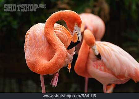 
                Flamingo, Kubaflamingo                   