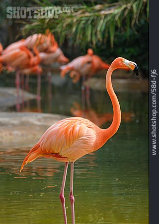 
                Flamingo, Kubaflamingo, Flamingoherde                   