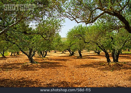 
                Landwirtschaft, Griechenland, Olivenbaum, Plantage                   