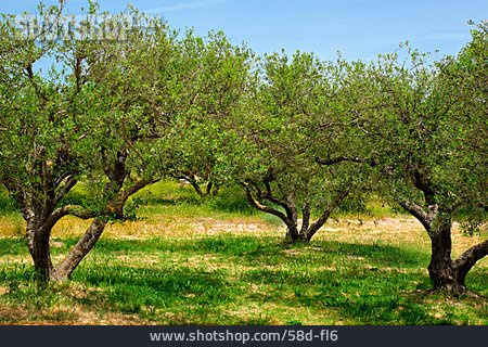 
                Griechenland, Olivenbaum, Plantage, Kreta                   