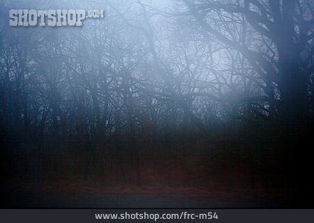 
                Wald, Nebel, Grau, Unheimlich                   