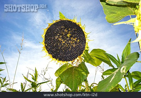 
                Sonnenblume, Sonnenblumenkerne                   