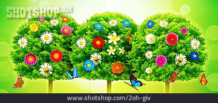 
                Baum, Blüte, Frühling                   