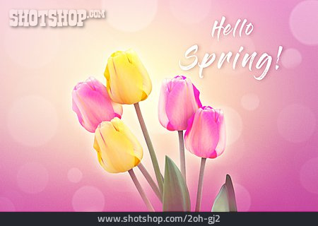 
                Frühling, Tulpen, Hello Spring                   