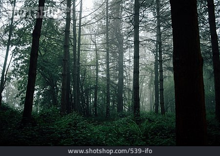 
                Wald, Dunkel                   