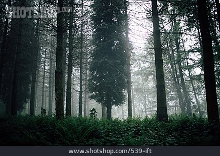 
                Wald, Nebelig                   