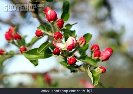 
                Apfelbaumblüte                   
