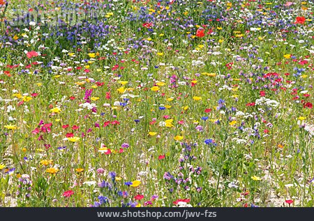 
                Blumenwiese, Blütenteppich, Bienenweide                   