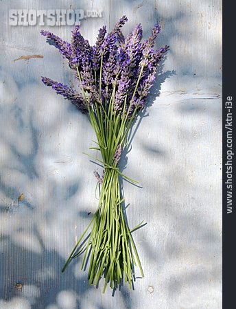 
                Lavendel, Duftpflanze                   