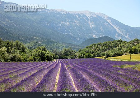 
                Provence, Lavendelfeld, Mont Ventoux                   