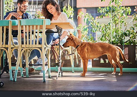 
                Hund, Restaurant, Hundebesitzer                   