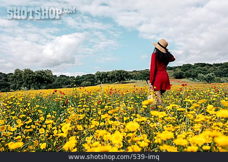 
                Blumenwiese, Spaziergang, Blumenmeer                   