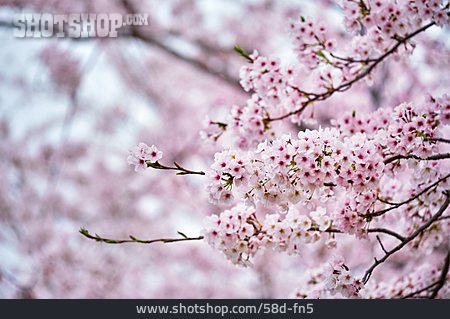
                Kirschblüte, Sakura                   