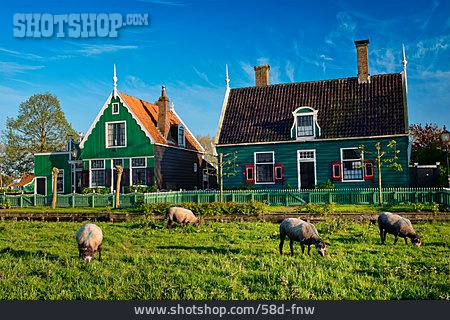 
                Ländlich, Bauernhof, Niederlande, Zaanse Schans                   