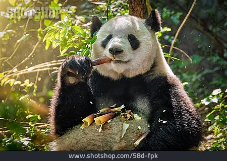 
                Riesenpanda, Nahrungsaufnahme, Pandabär                   