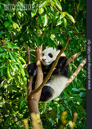 
                Schlafen, Riesenpanda, Pandabär                   