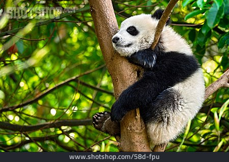 
                Riesenpanda, Pandabär                   