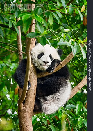 
                Riesenpanda, Pandabär                   