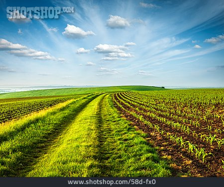 
                Feld, Acker, Mähren                   