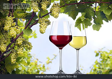 
                Wein, Rotwein, Weißwein, Weinsorte                   