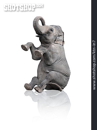 
                Elefant, Kunststück                   