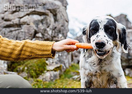 
                Hund, Vegetarisch, Snack                   