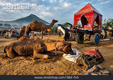 
                Pushkar, Kameltaxi, Pushkar Camel Fair                   