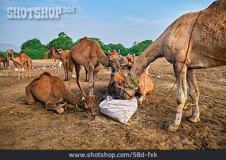 
                Fütterung, Kamele, Viehmesse                   
