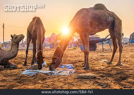 
                Fütterung, Kamel, Pushkar Camel Fair                   