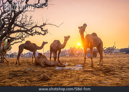 
                Kamele, Pushkar, Pushkar Camel Fair                   