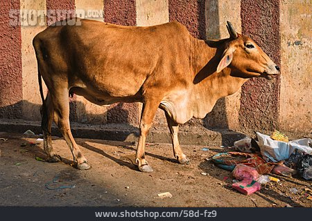 
                Indien, Hinduismus, Heilige Kuh                   