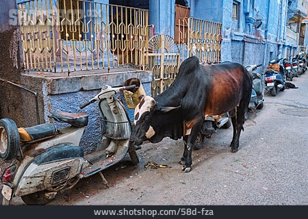 
                Straße, Indien, Heilige Kuh                   